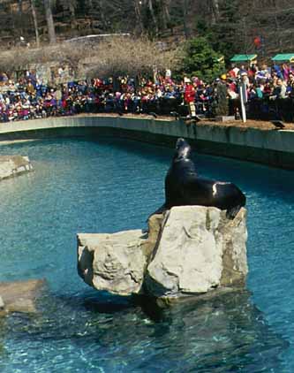 Sea Lions at the National Zoo